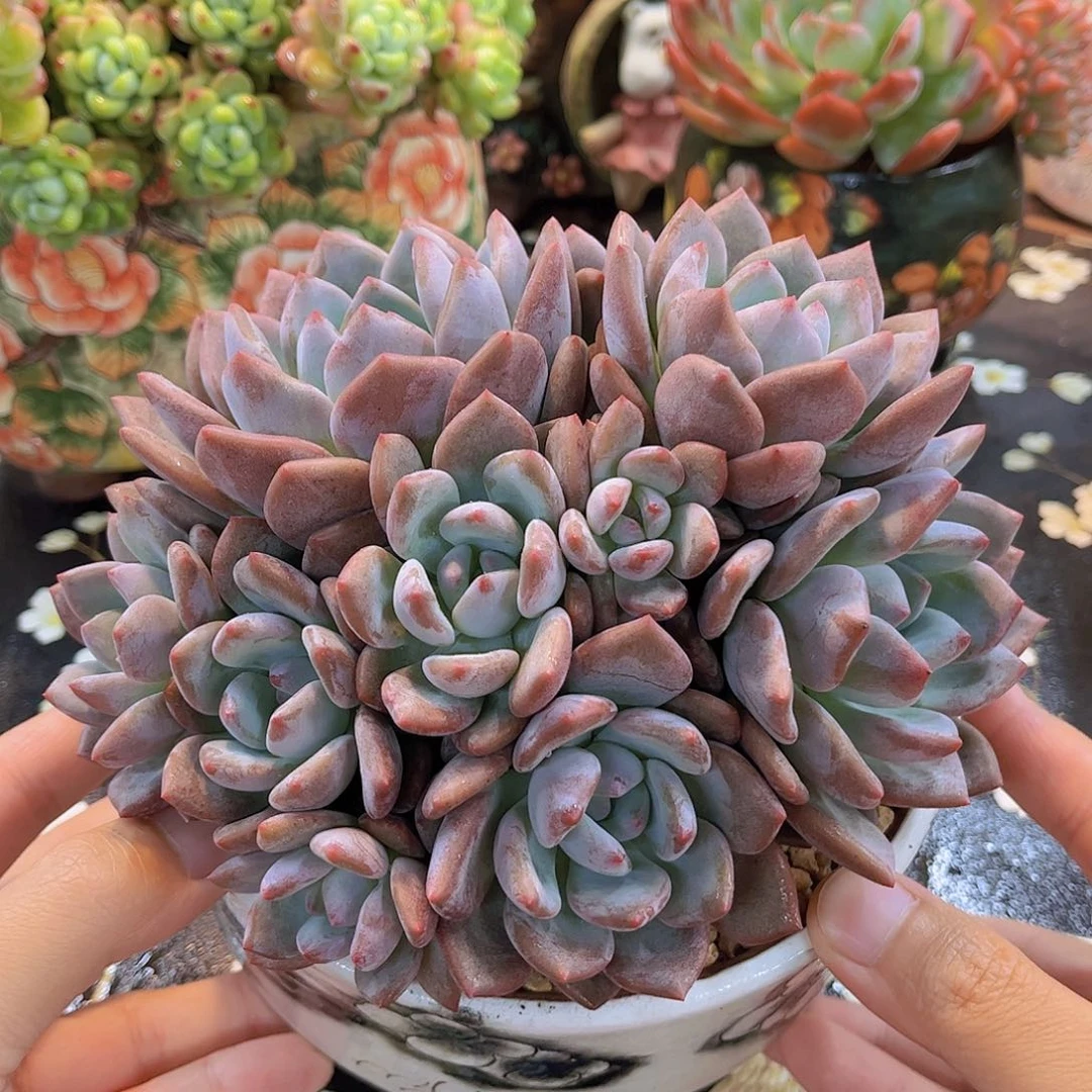 韩版奥橙精品多肉