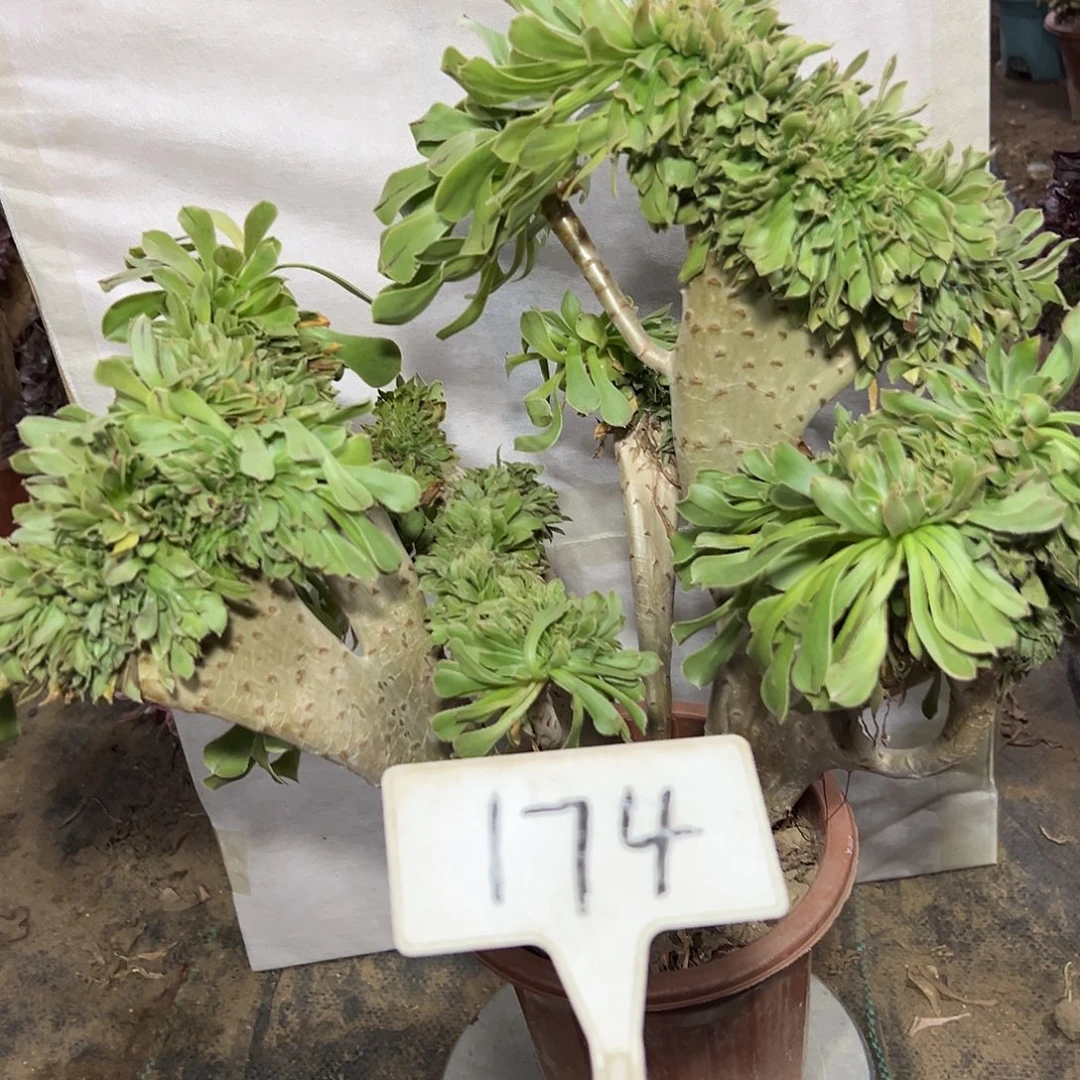 多肉植物原始绿缀花174