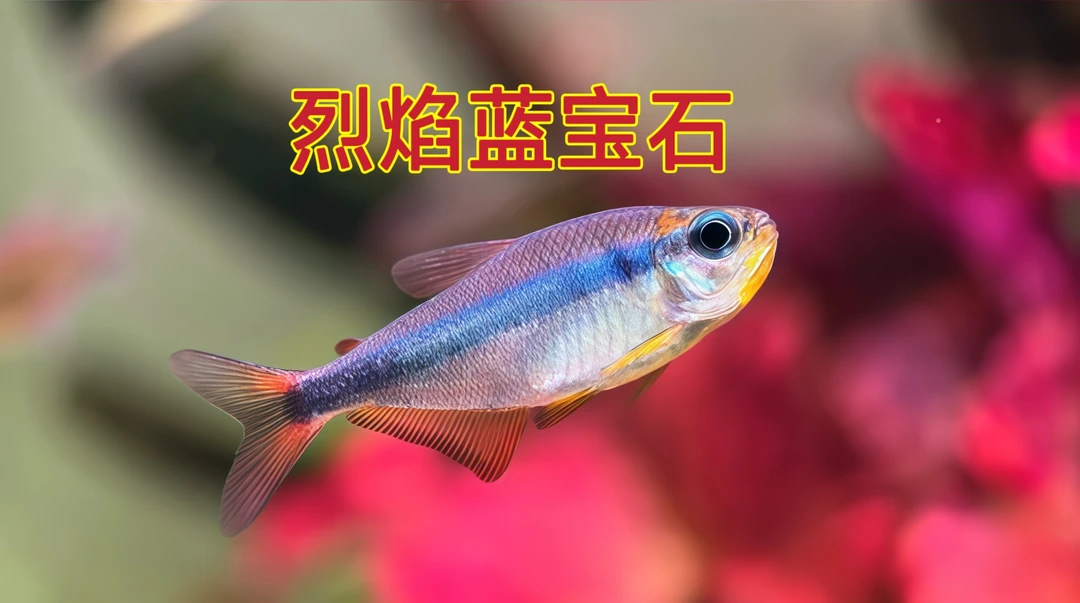 烈焰蓝宝石可卡南美高端灯鱼