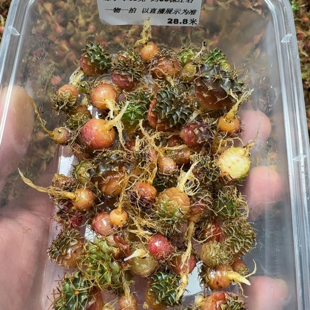 米哈实生自然锦练手球50颗左右103