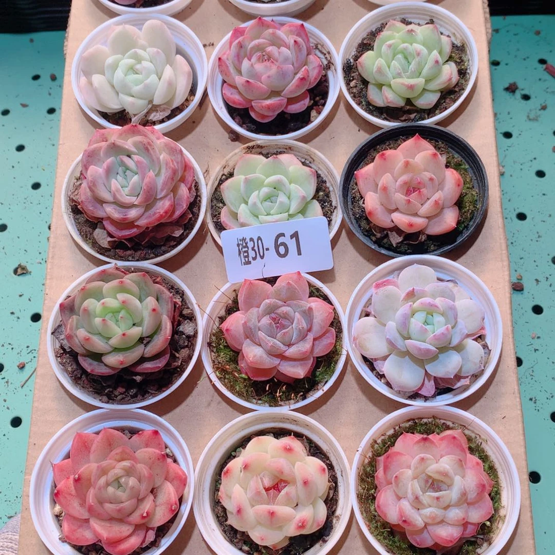 30-61一物一拍多肉带盆18颗