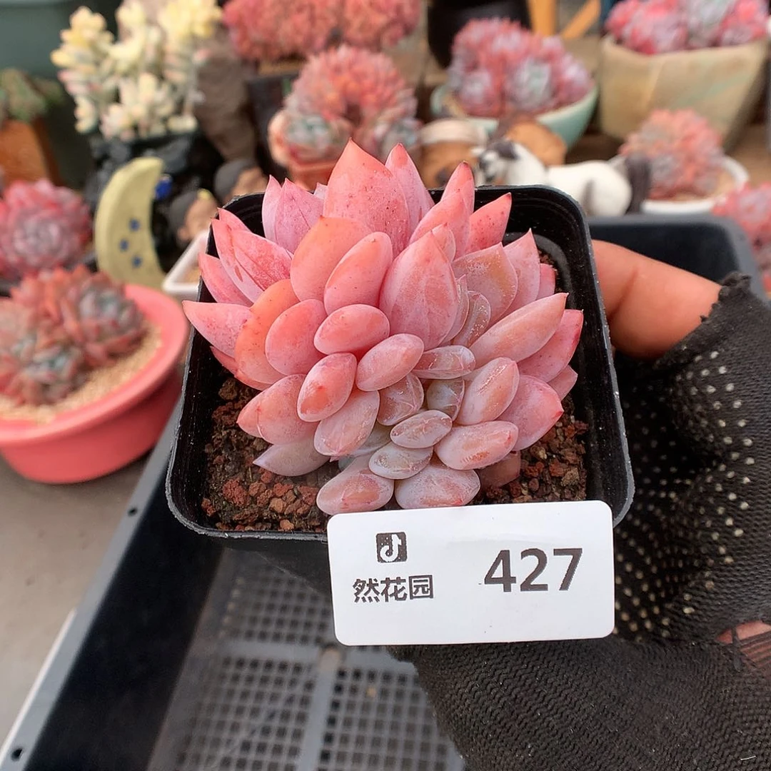 427日雪綴化多肉植物3333