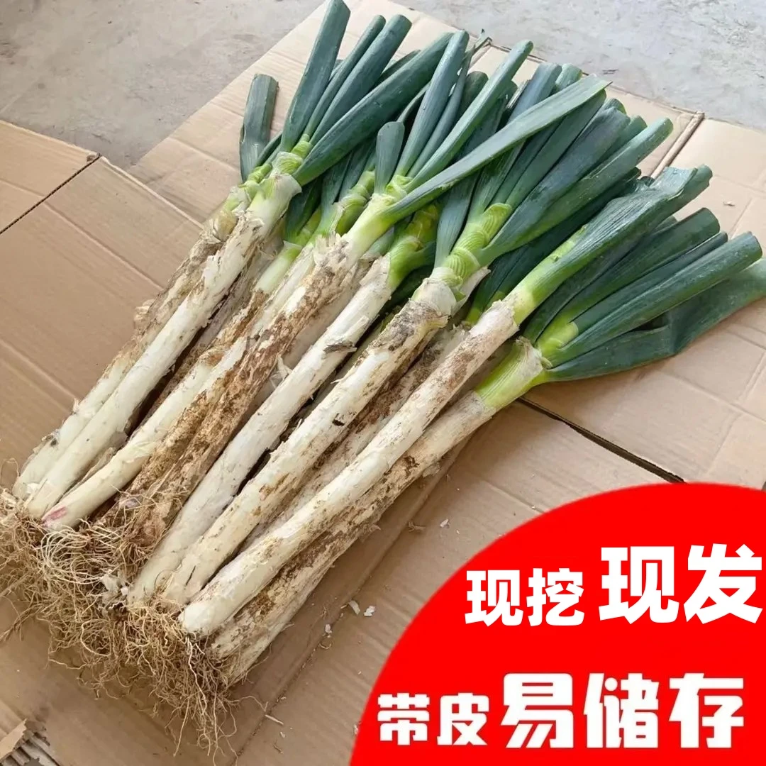 山东精品铁杆大葱正宗便宜蔬菜去皮现挖现发鲜葱批发清仓