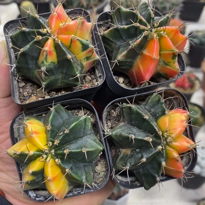 实生牡丹锦四颗特价