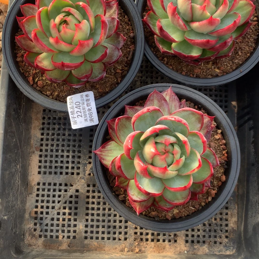 2240多肉植物惊鸿3颗10厘米