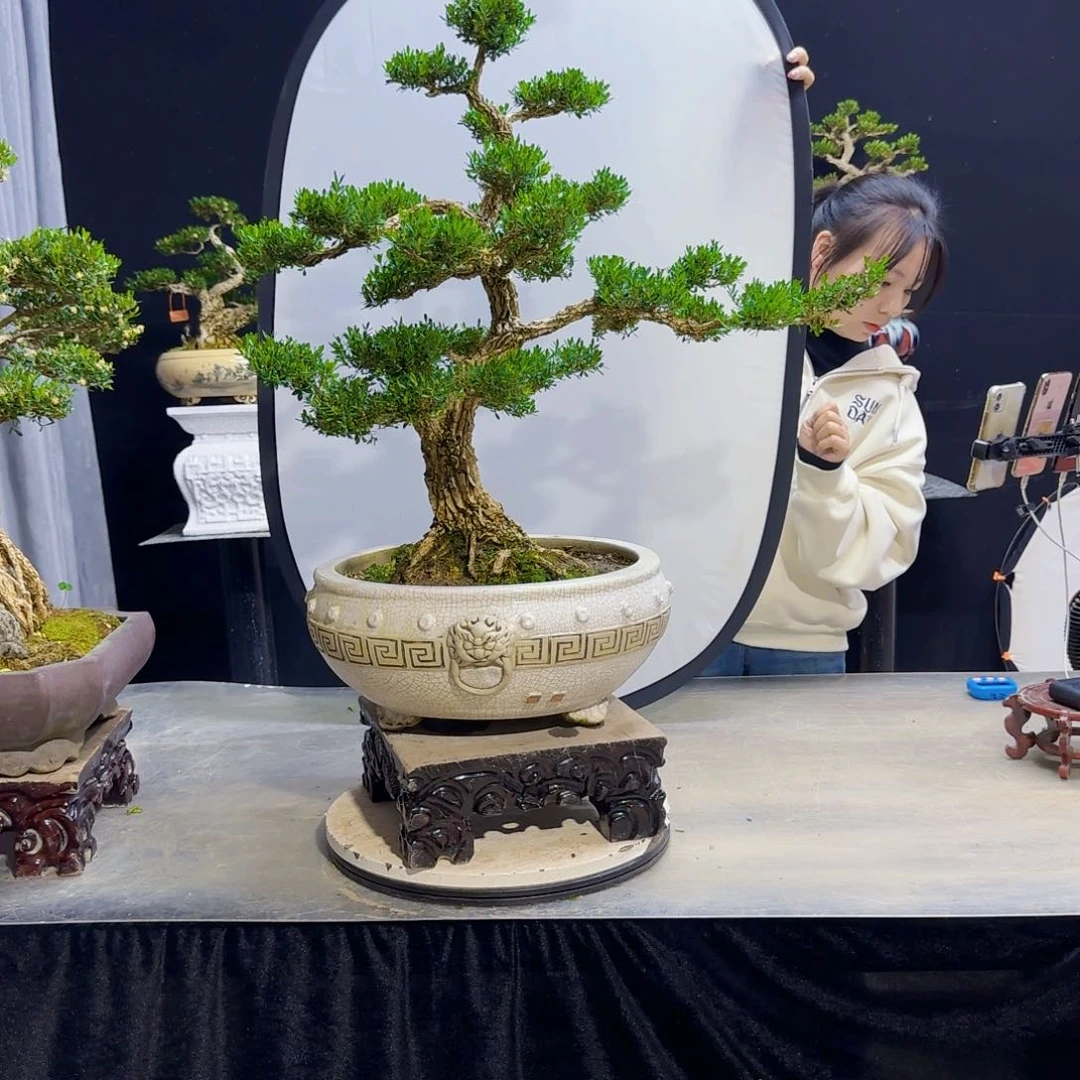 高端盆景艺术作品用****4