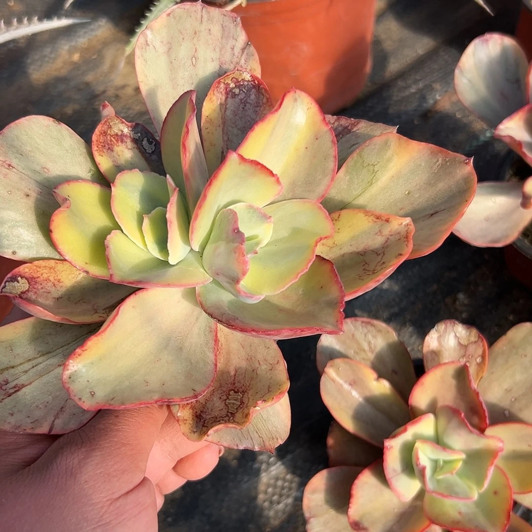 多肉植物多肉植物