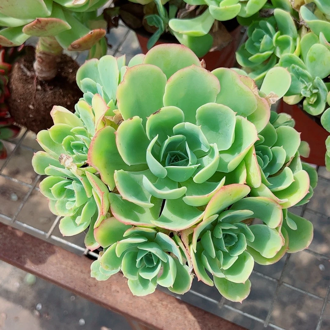 柠檬玫瑰多头造型手捧