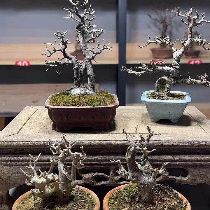 无花朵雀梅盆景老庄精品