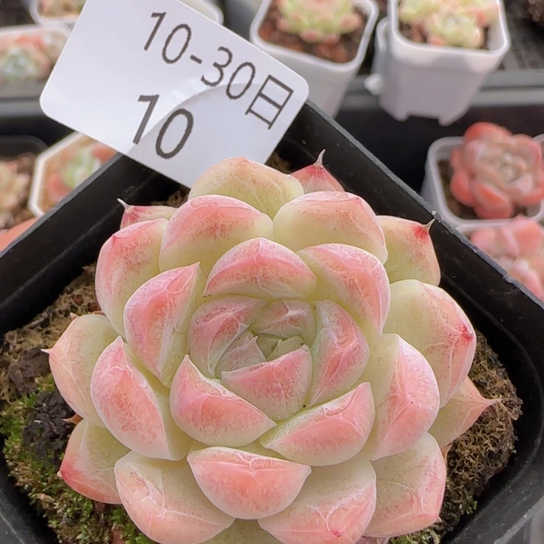 白桃汽水单头一颗脱土