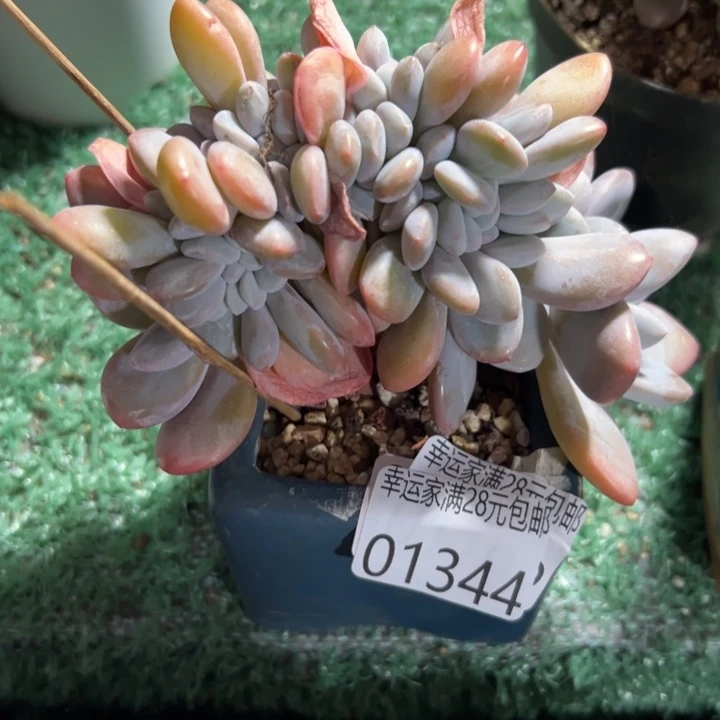 幸运的是我还没遇到过