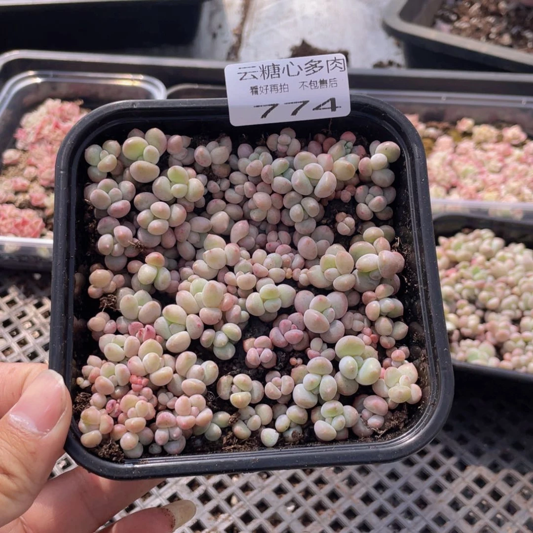 云糖心多肉植物774