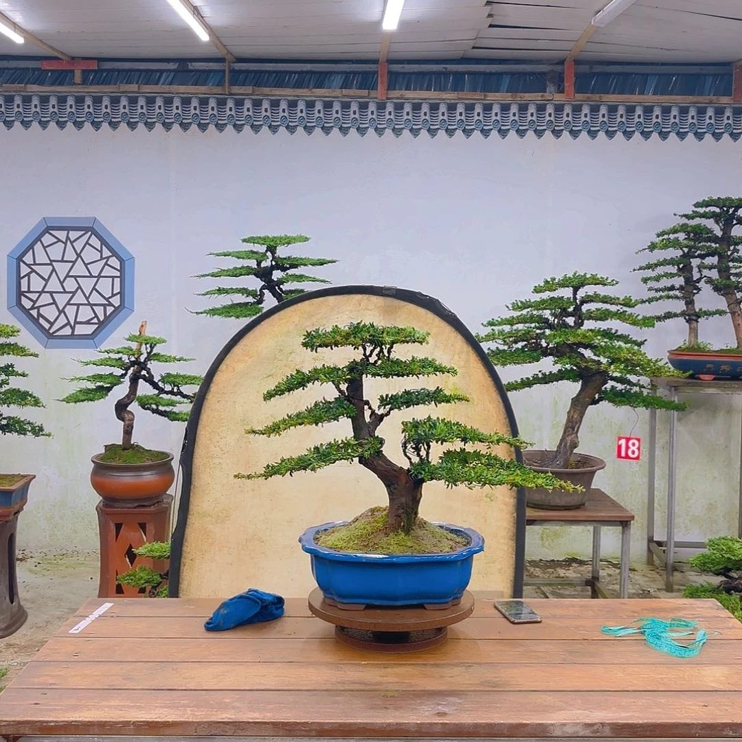 木红芽罗汉松带盆