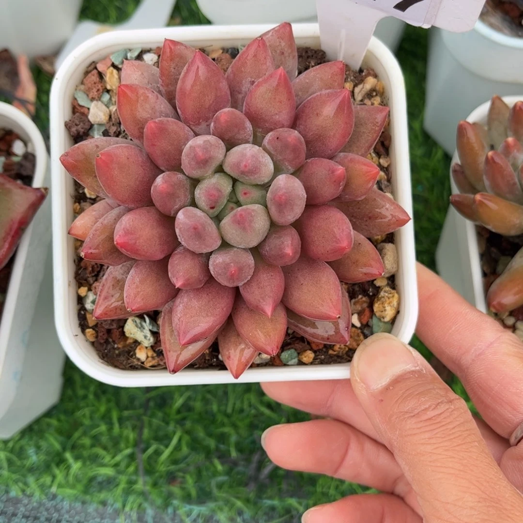 多肉植物0947 满30包邮