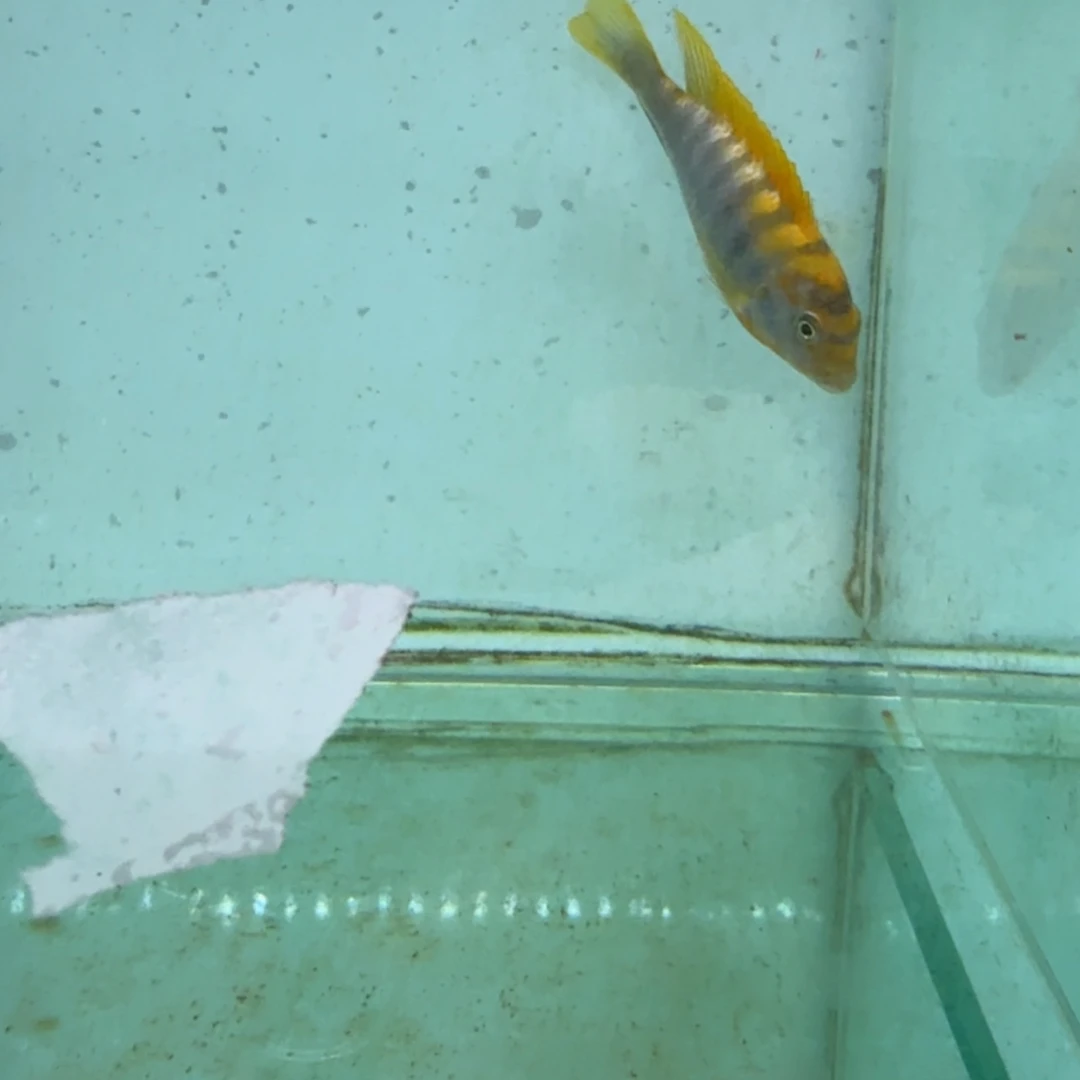 慈鲷452超级红鸡。