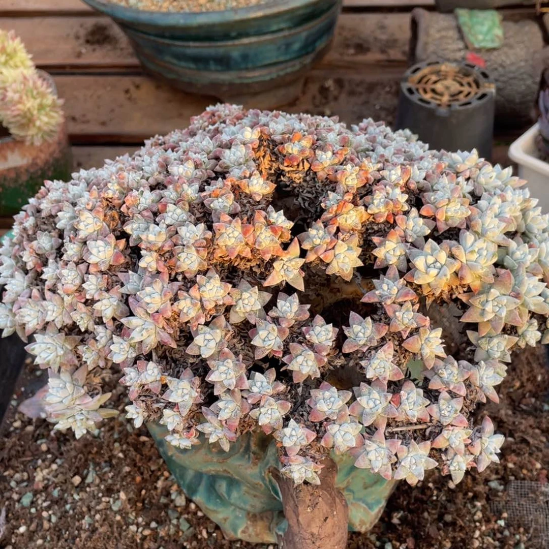 c***d淘多肉白菊一个