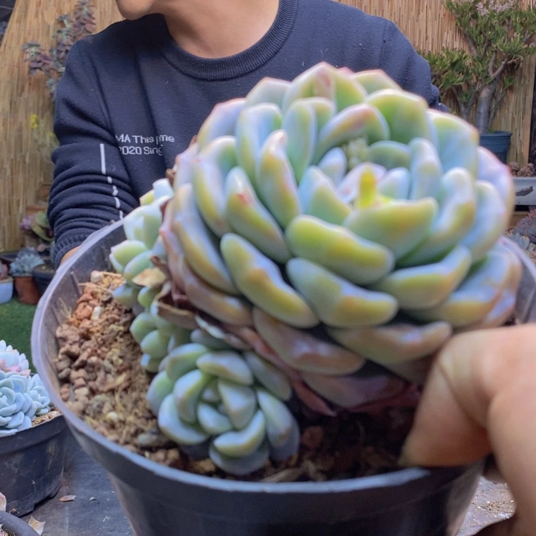 小**新A121号冰玉群生