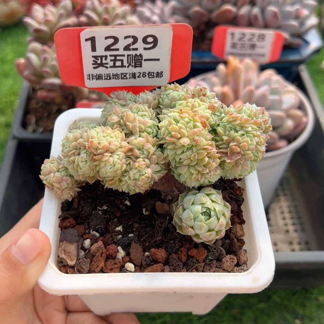 表妹精品多肉1229.