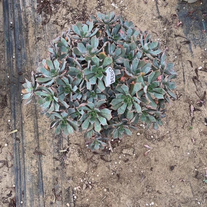 294 多肉法师不包断枝