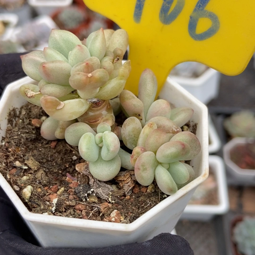 966比尔盖茨多肉植物