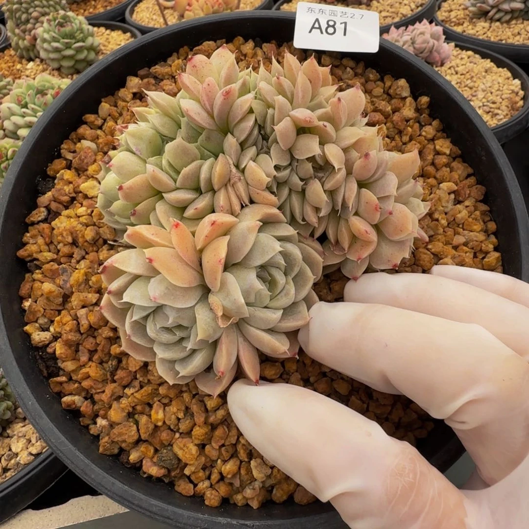 a a a a a a a a a a 81