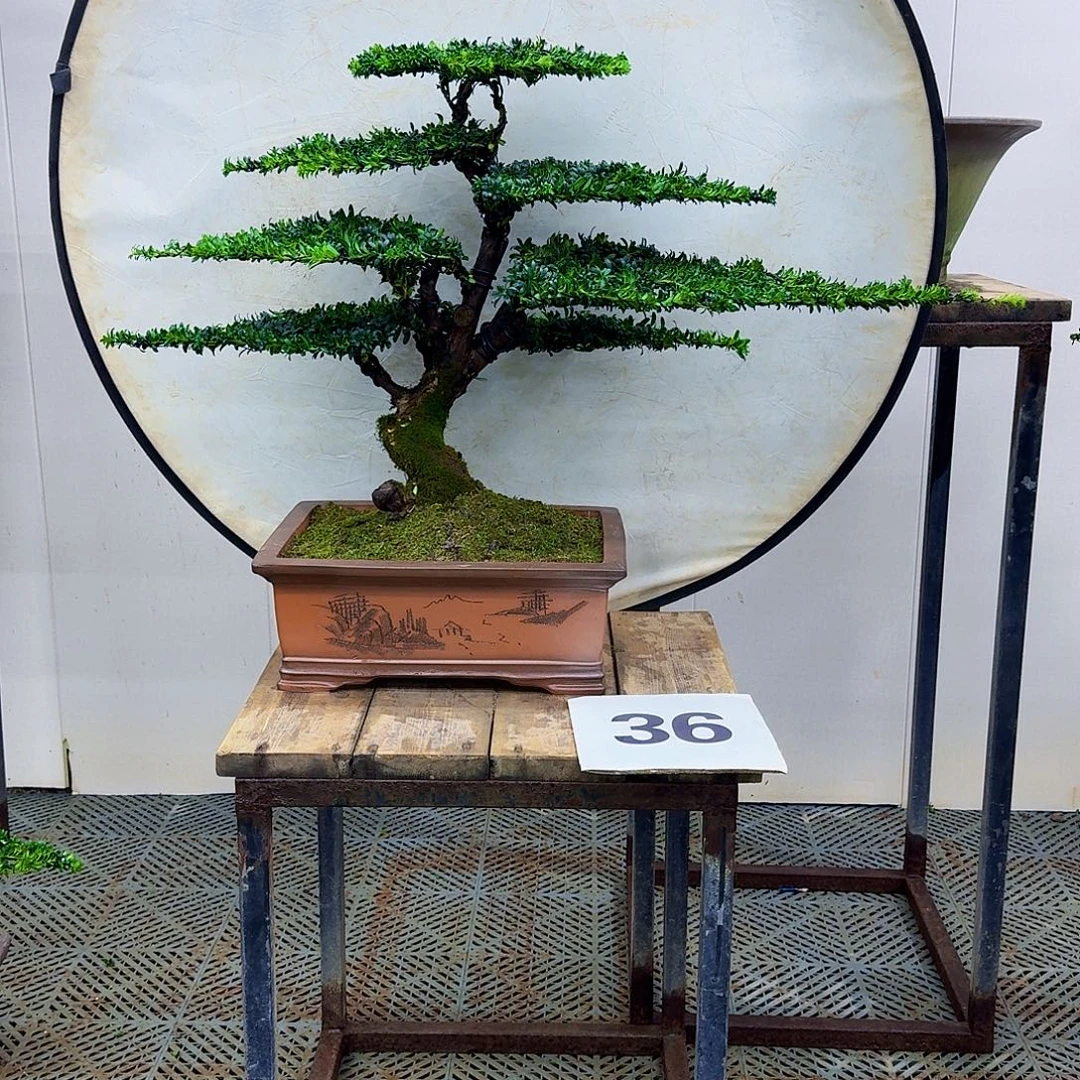 @***@无花朵珍珠罗汉松造型盆景