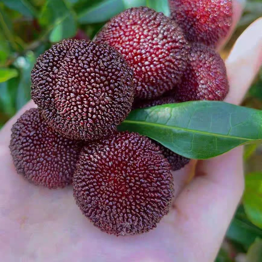 福建硬丝杨梅净果2斤 顺丰京东包邮 酸甜可口冰镇后口感更加新鲜杨梅浙江省