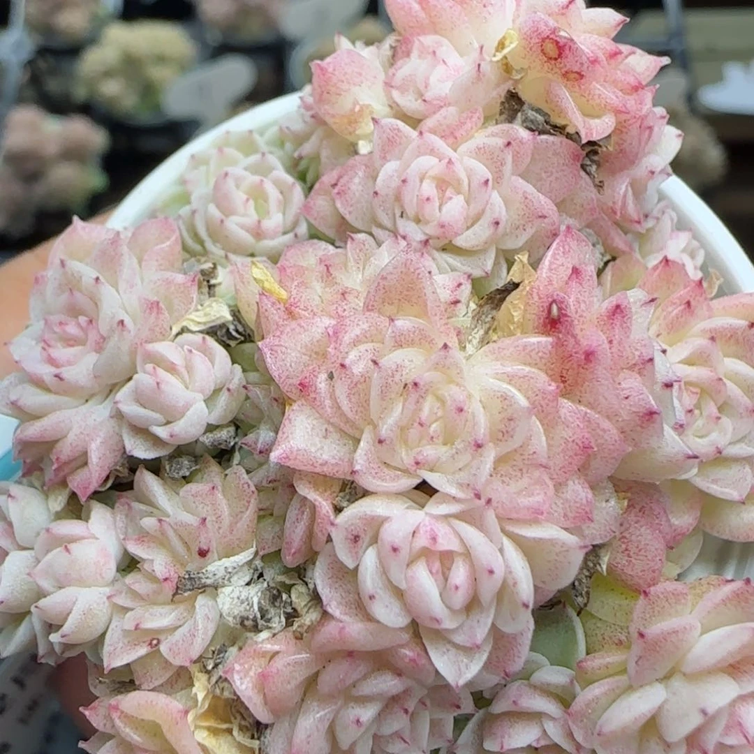 花语逸镜0224-459散