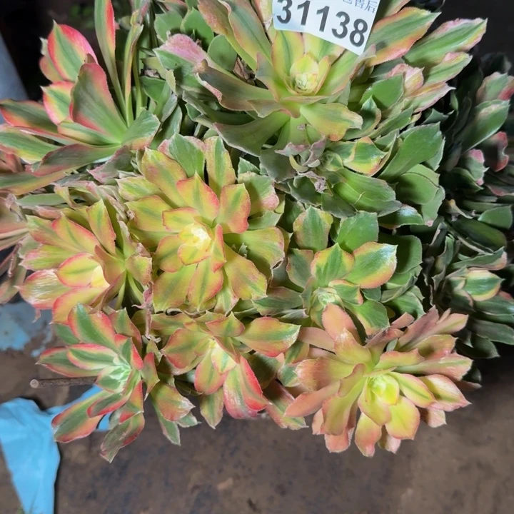 31138七彩多肉植物