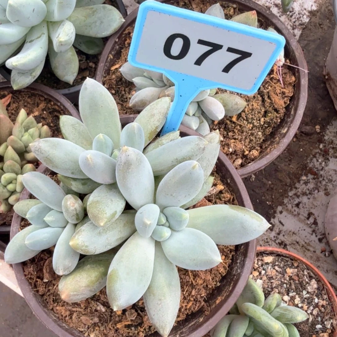 哥特胖体多肉植物077