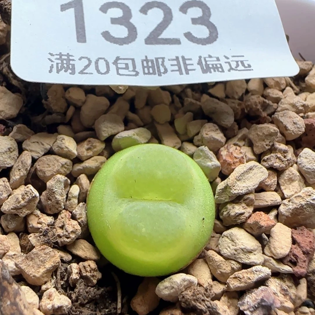 拉登1.3带盆土1200