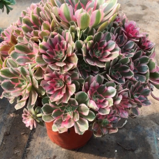 星***月无花朵男神法师多肉植物208号