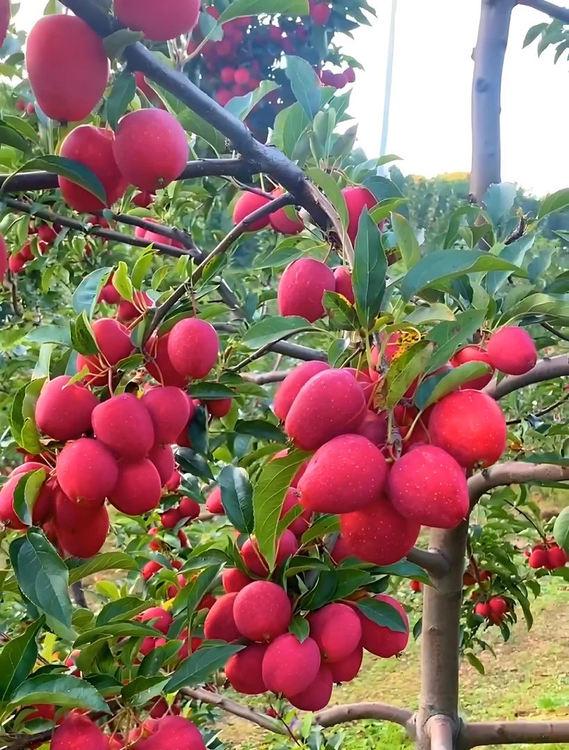东北特产锦绣海棠山里种植阳面果脆甜3/5斤包邮