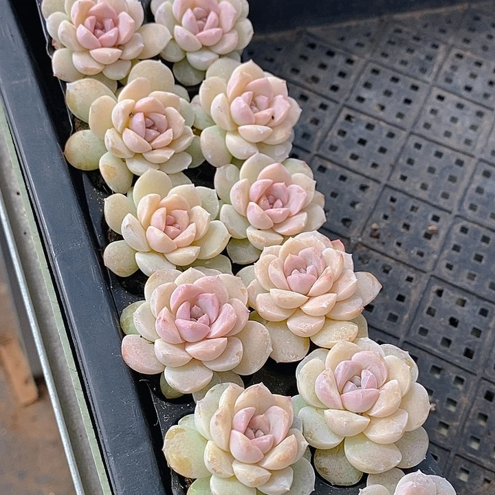 13 多肉植物盆栽花卉植物