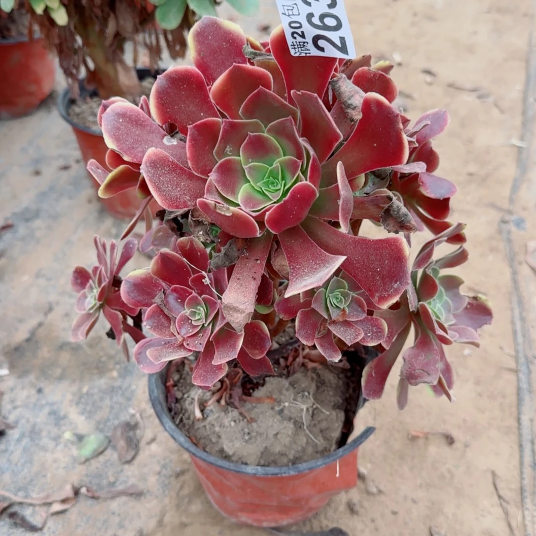 欧佳丽263满20包邮断枝不包