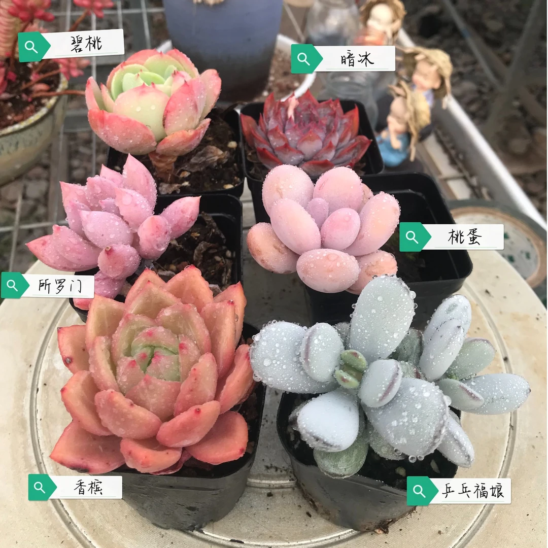 包邮六盆装组合：香槟，乒乓福娘，碧桃，所罗门，桃蛋，暗冰