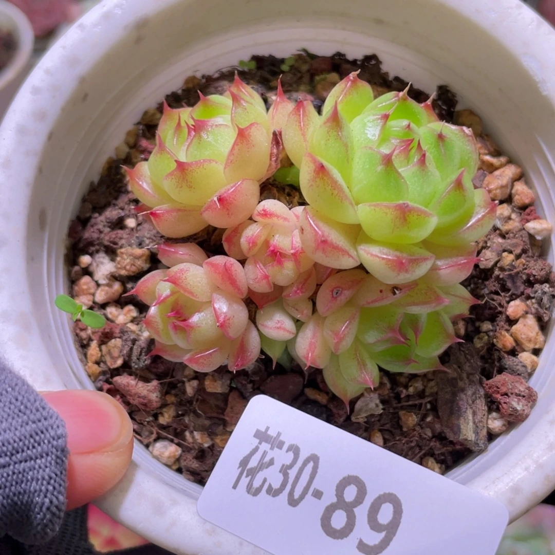 花利美30-89海王群