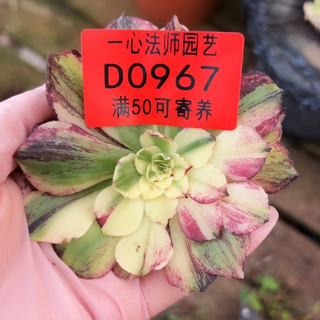多肉植物多肉植物0967