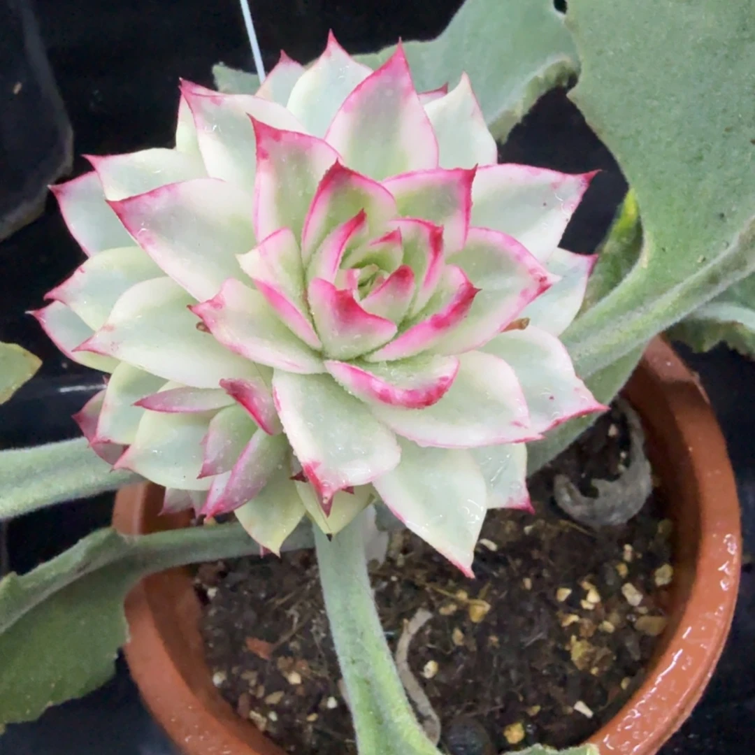 吉赛尔锦捧花群，多肉锦