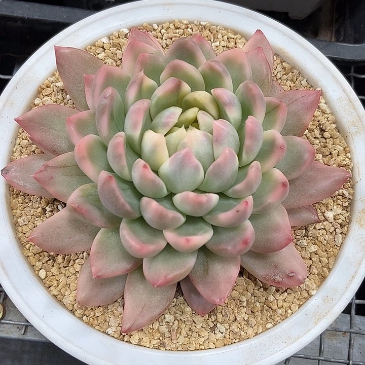 冰心公主锦多肉植物