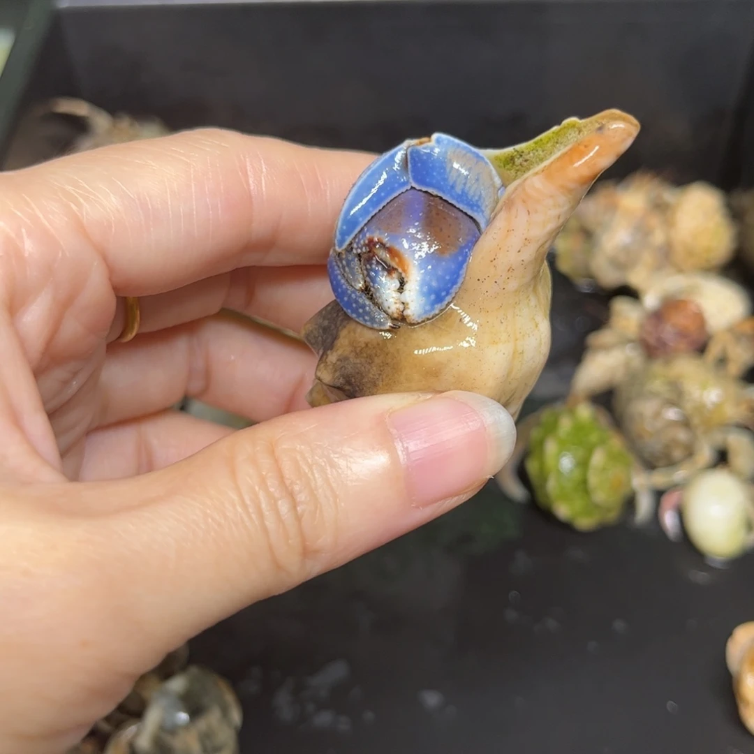 复古墨蓝色2.3左右