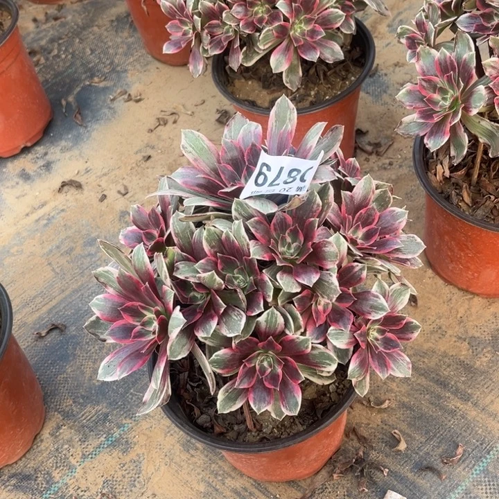 978浣纱不包断枝