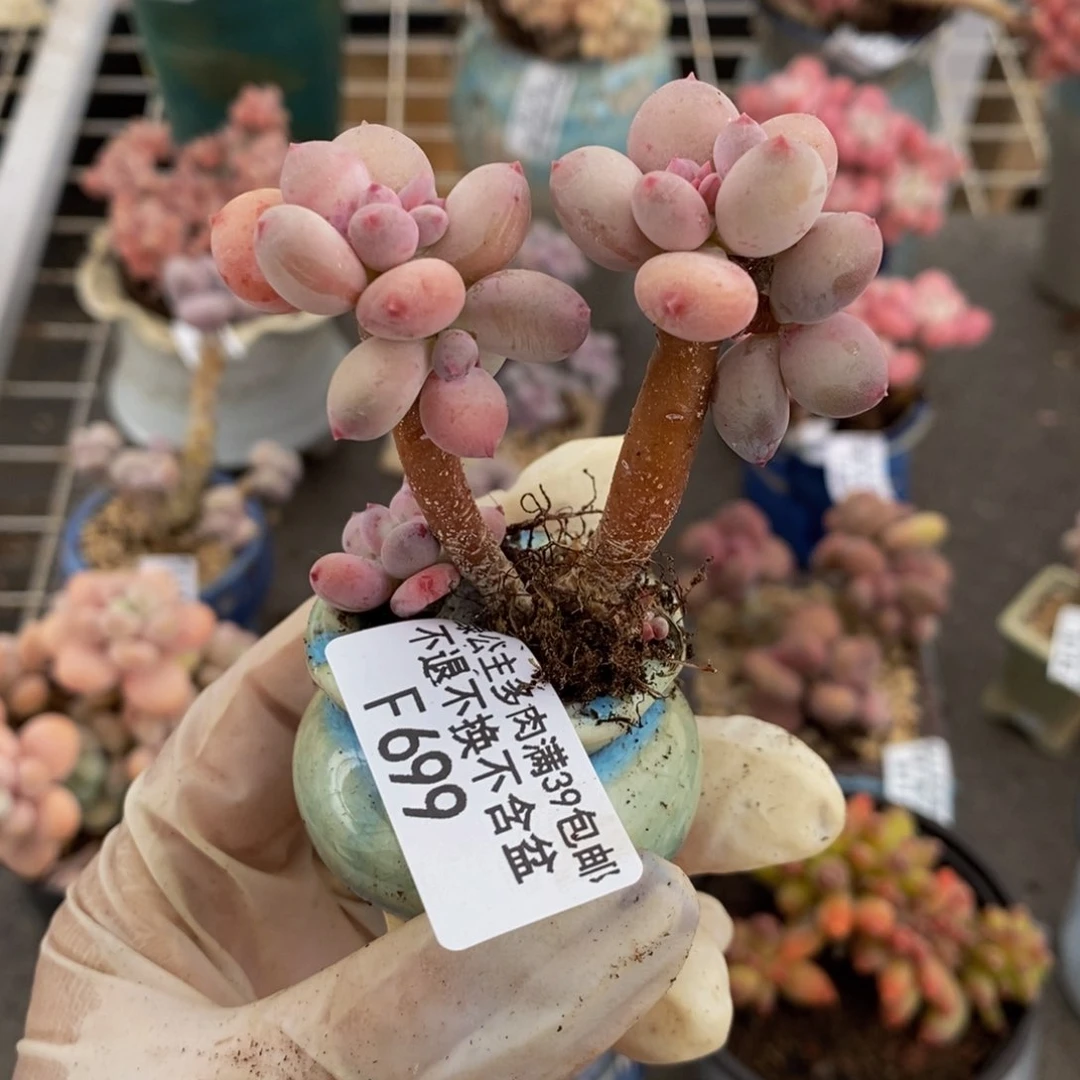苹果奶699/5cm叶片发黄