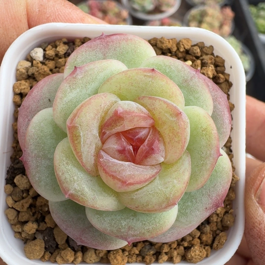 一物一拍一物一拍1026-757