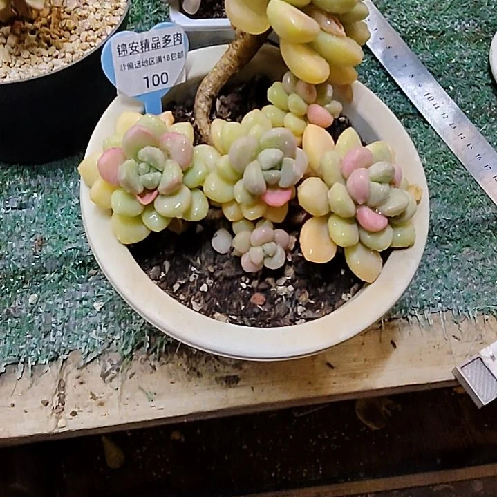 锦安多肉植物100号