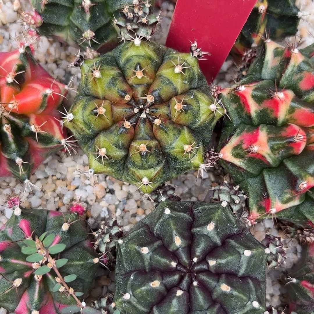 165-1027泰国发货多肉