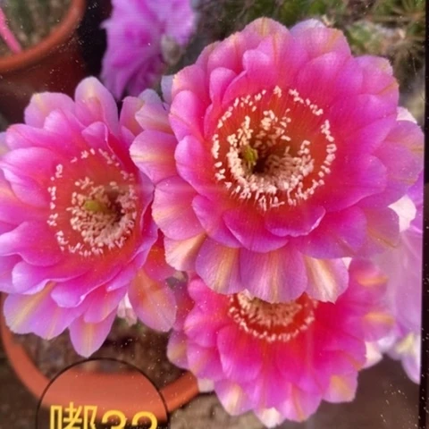 无花朵32号号彩草仙人球侧芽1.8左右