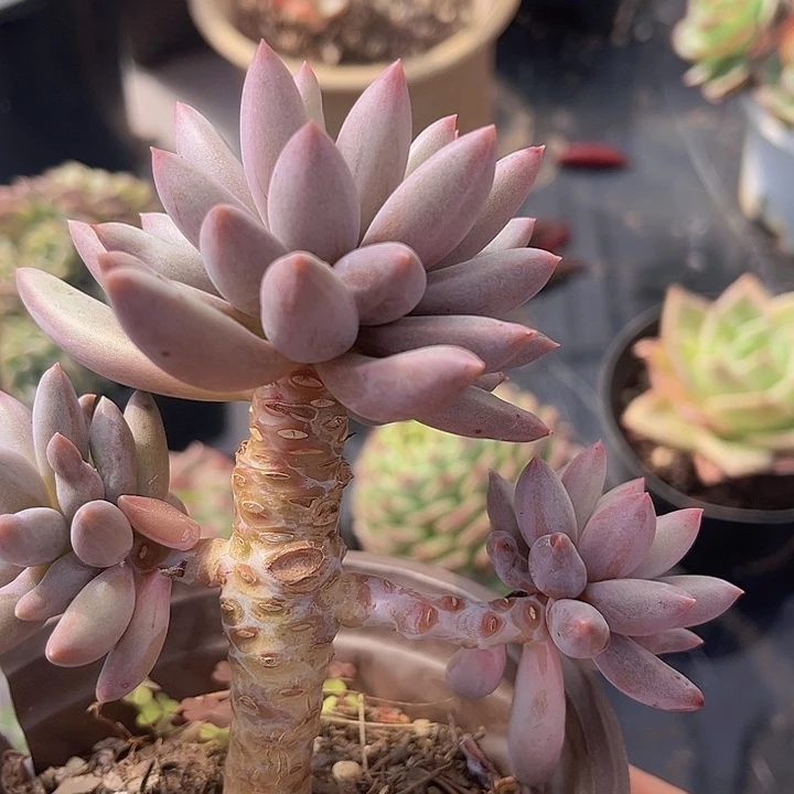 水晶球0803多肉植物