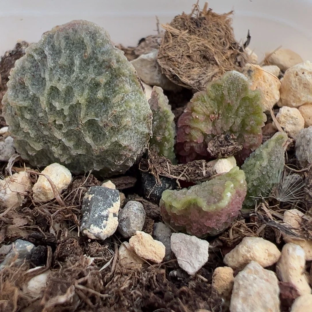 大鱼海棠带倒刺多肉植物水泡