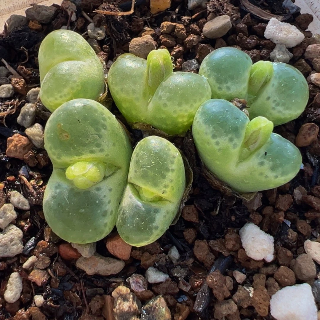 536多肉植物种类多样